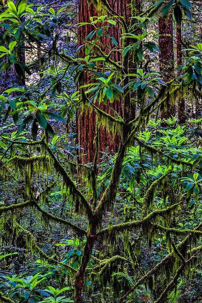 Restuccia, Joe III 아티스트의 California-USA-Jedediah Smith Redwoods State Park-Redwoods National Park작품입니다.
